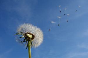 dandelion clock image