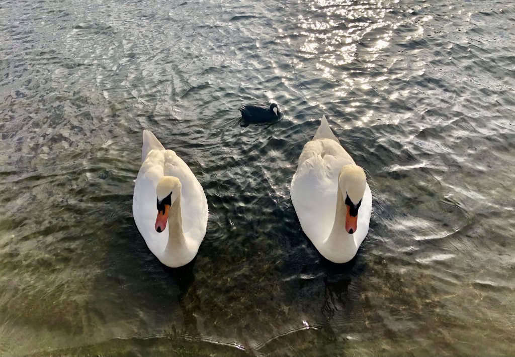 Regents park swans