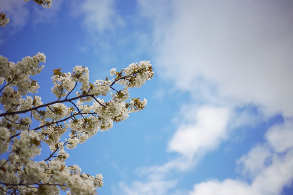 Spring blossom and blue sky-how to enjoy Spring in London-Trong