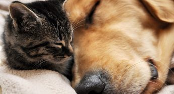 Battersea Dogs and Cats Home holds Carol concert to bring early Christmas warmth