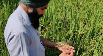 Punjab: Farmers deregulation, their livelihood jeopardised