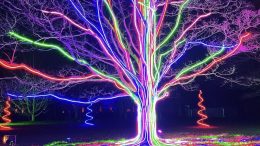 Tree light display