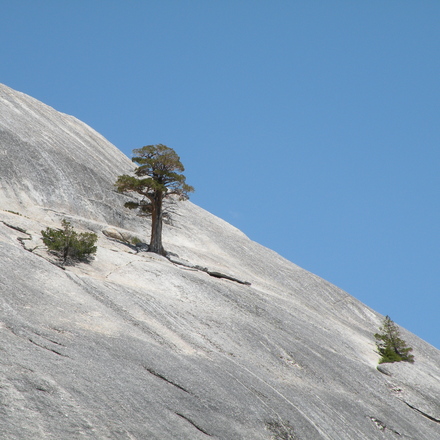 lone-tree-near-yosemite-1244532