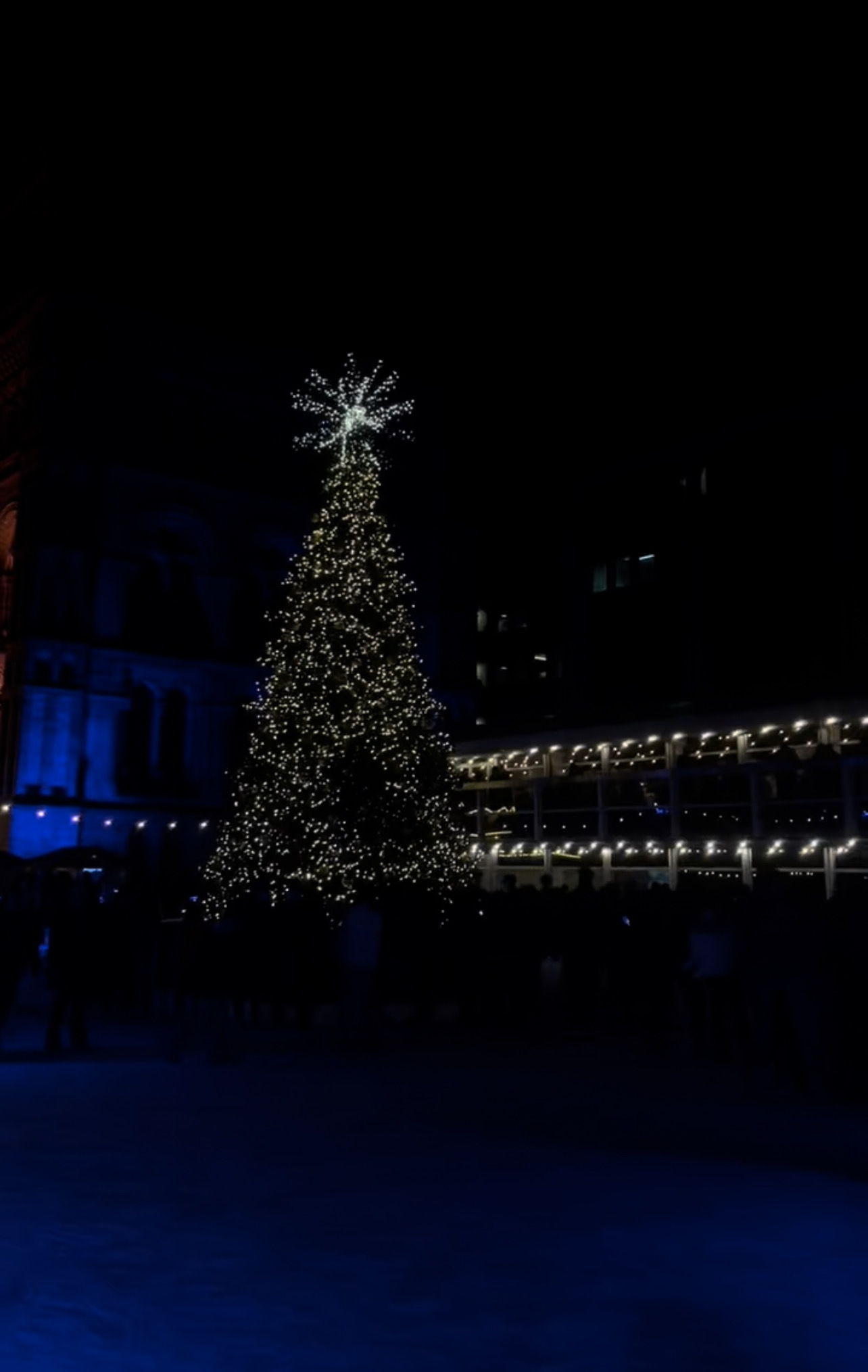 The Ice Skating Rink at the Natural History Museum with a Christmas tree in foreground illuminated at night