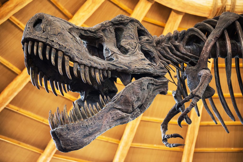 Dinosaur skull at Natural history museum