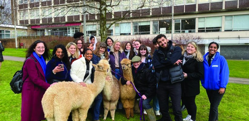 Alpacas on campus with students