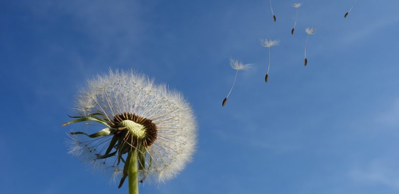 dandelion clock image