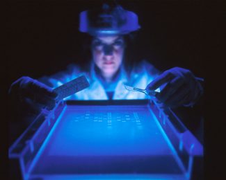A scientist looks over a agarose gel bathed in blue light