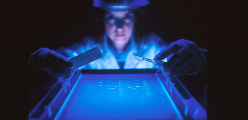 A scientist looks over a agarose gel bathed in blue light