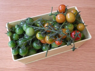 Green Tomatoes for Chutney